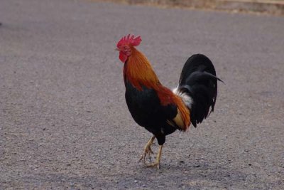 Kauai wild chicken.jpg
