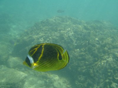 Underwater 01.jpg