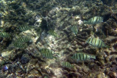 Underwater 03.jpg
