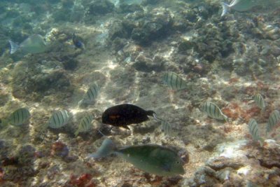 Underwater 04.jpg