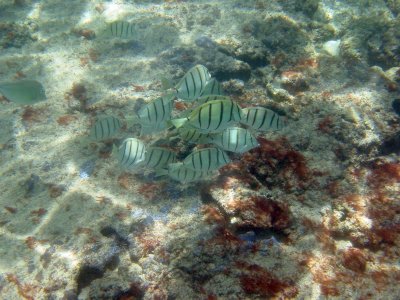 Underwater 05.jpg