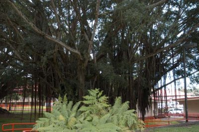 Banyan Tree in Hilo.jpg