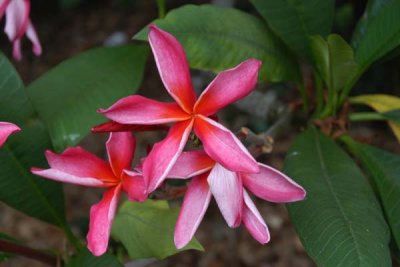 flower 03.jpg