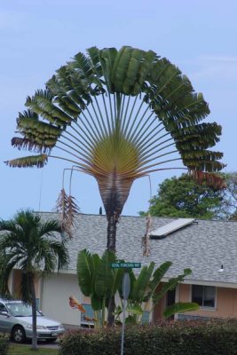 Funny Tree.jpg