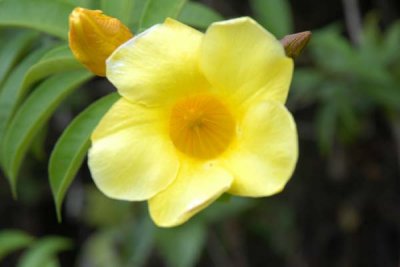 flower 04.jpg