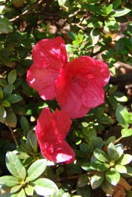 Flower 06.jpg