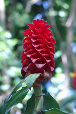 Flower 07.jpg