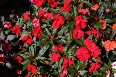 Flowers 02.jpg