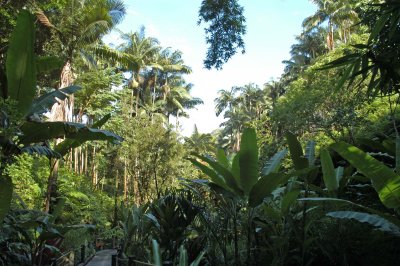 Rain Forest 02.jpg