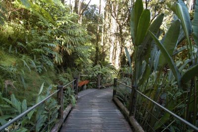 Rain Forest 03.jpg