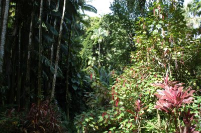 Rain Forest 04.jpg