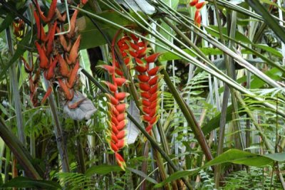 Rain Forest 07.jpg