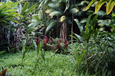 Rain Forest 08.jpg