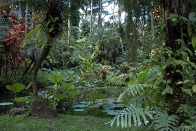 Rain Forest 09.jpg