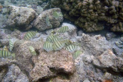Underwater 03.jpg