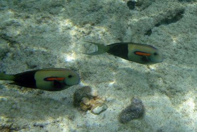 Underwater 04.jpg