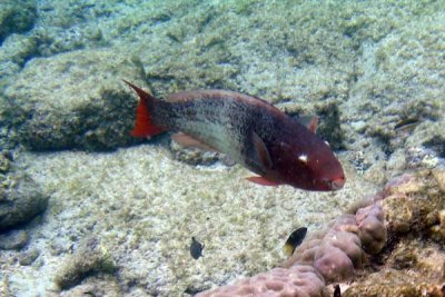 Underwater 06.jpg