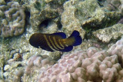 Underwater 07.jpg