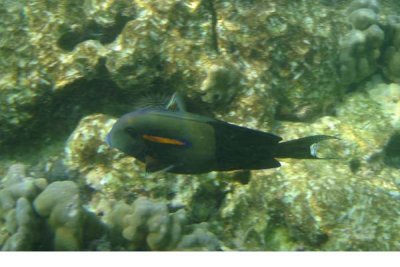 underwater 24.jpg