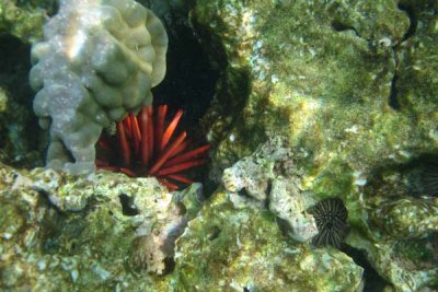 Underwater 27.jpg