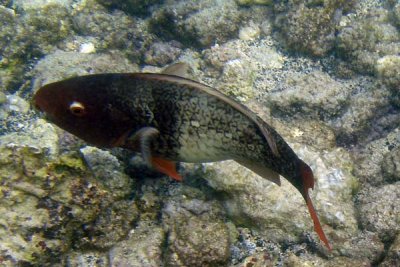 underwater 38.jpg