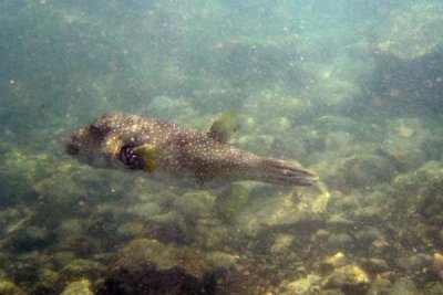 underwater 51.jpg
