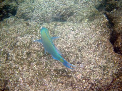 Underwater 68.jpg
