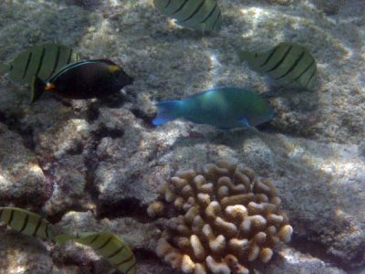Underwater 69.jpg