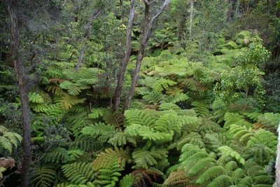 Volcano Ferns.jpg