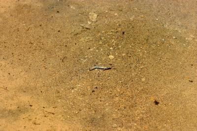 the famous pupfish (3344)