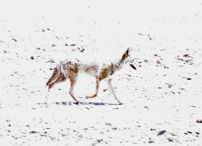 washed out coyote (3346)