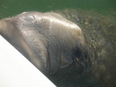 Manatee  Kiss
