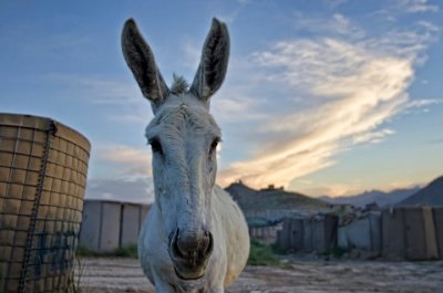 Hey Donkey