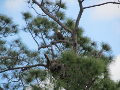 The neighbor Eagle's nest