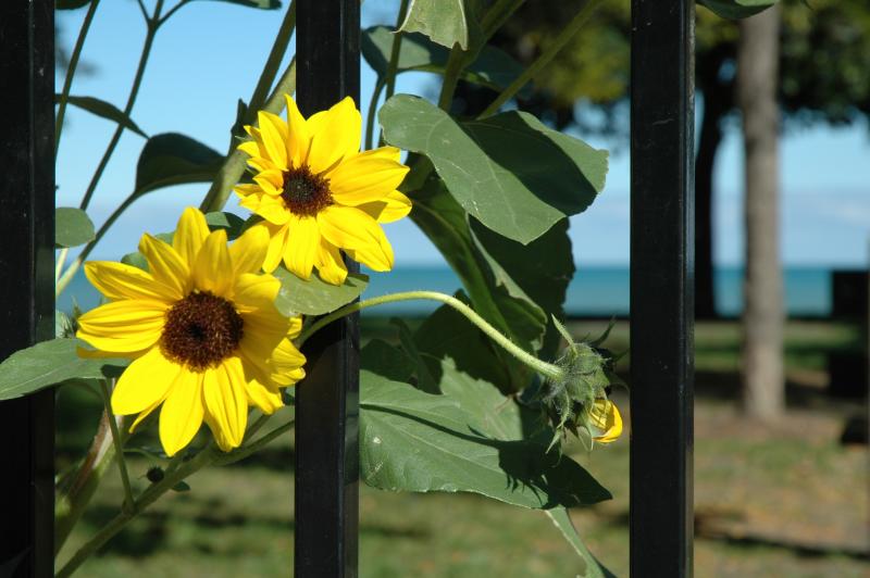 black-eyed-susan