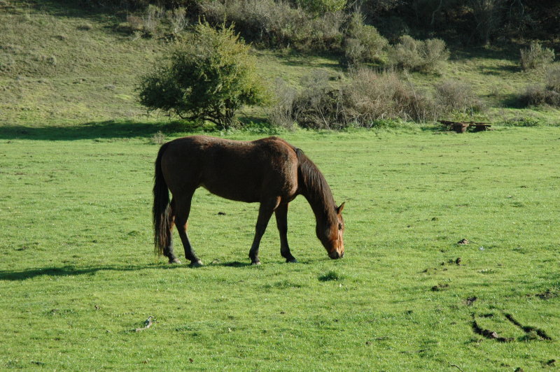 horse in pasture