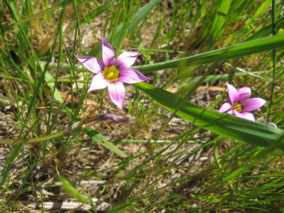  wildflowers  callled redmaidson the hill above my place