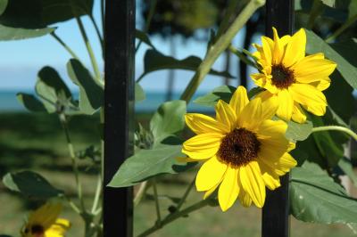 black-eyed-susan