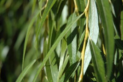 willow leaves