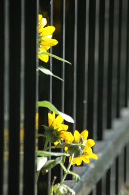 black-eyed-susan bursting through bars, going the other way