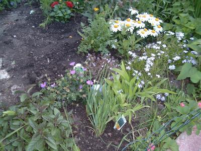 syserinchium bellum, iris cristata, daisy, veronica, peppermint, phlox