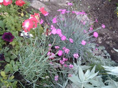dianthus, lavender, armeria, artemesia, and blue fescue