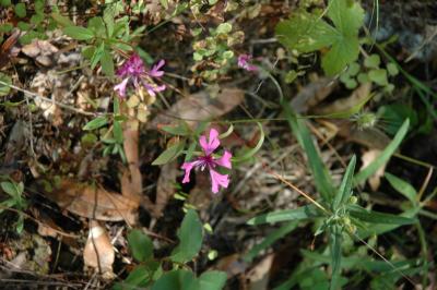 clarkia concinna