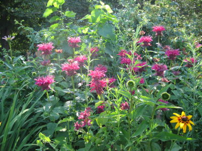 red bee balm