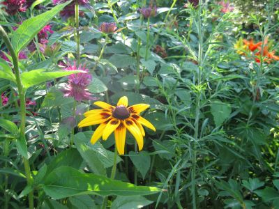 red bee balm and yellow flower