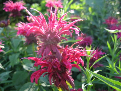 red bee balm