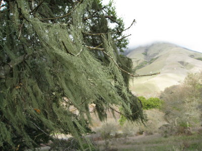 lichen