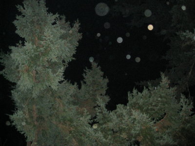 backyard orbs