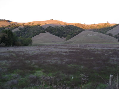 hillside in late light