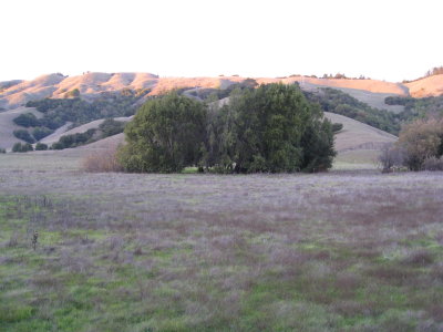 hillside in late light